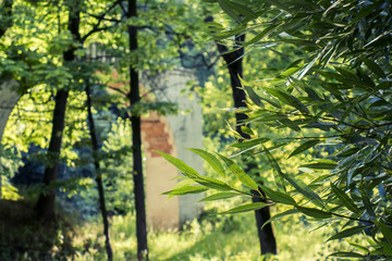 Fototapeta premium trees in the forest
