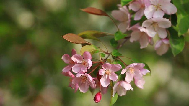 Flowering branches of apple trees against background of apple orchard.