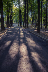 Obraz premium road in the park