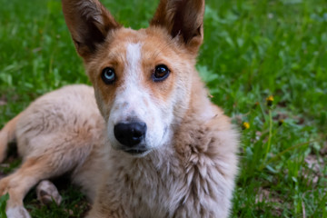 Red dog with blue and brown multi-colored eyes lying on the green grass