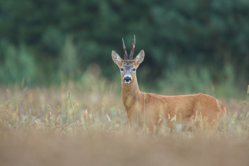 Roebuck - buck (Capreolus capreolus) Roe deer - goat