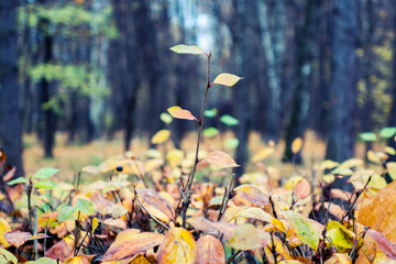 autumn leaves in the forest