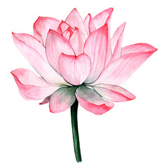 Wtercolor tropical flower lotus