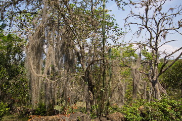 Overgrown tree on Camino Real from Barichara to Guane in Colombia