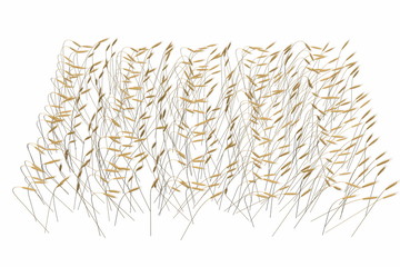 Top - side view industrial 3D illustration of the rendered bundle of wheat spica field isolated on white background - agriculture