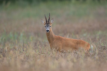 Roebuck - buck (Capreolus capreolus) Roe deer - goat