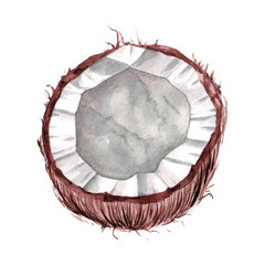 Watercolor tropical fruit coconut