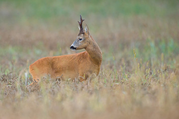Roebuck - buck (Capreolus capreolus) Roe deer - goat