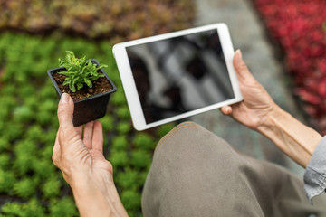 Close up of female botanist examining plants and using digital tablet in a greenhouse.
