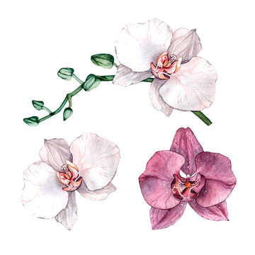 Watercolor orchid branch, hand drawn floral illustration isolated on a white background.