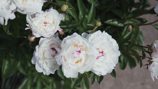 A blossoming bush with white large peony flowers shooting in cloudy weather in the summer.