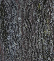 Tree bark surface closeup