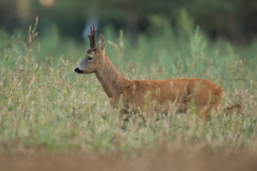 Roebuck - buck (Capreolus capreolus) Roe deer - goat