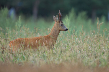 Roebuck - buck (Capreolus capreolus) Roe deer - goat
