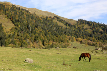 Horse grazes in the autumn Caucasus mountains.