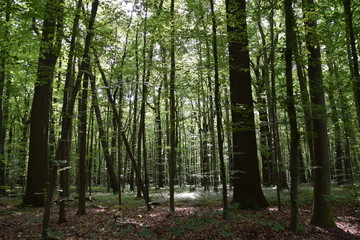 Obraz premium Tall trees dense European forest 