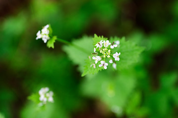 White flowers of garlic herb with green leaves.