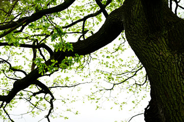 Fototapeta premium Lush green leaves on an old oak branch.