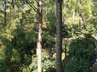 Obraz premium Forest in the winters