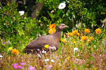 Cape Spurfowl, West Coast National Park, South Africa