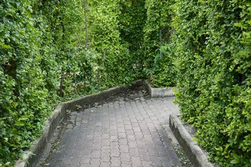 maze garden in the park