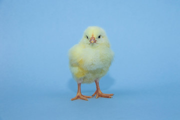 Little yellow chicken on blue background