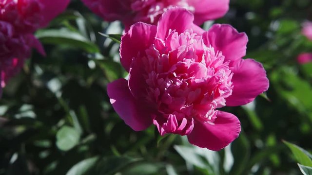 A blossoming bush with pink large peony flowers shooting in cloudy weather in the summer.