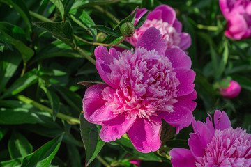 pink peony growing in the garden, water drops, close-up