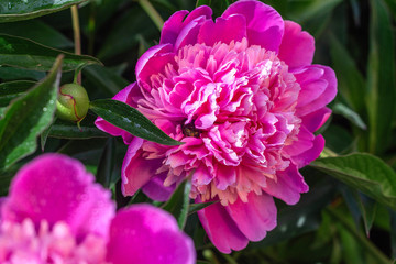 pink peony growing in the garden, water drops, close-up