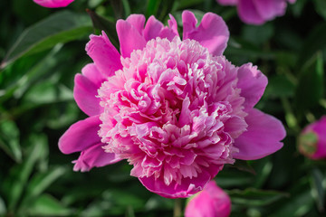 Fototapeta premium pink peonies grow in the garden, close-up