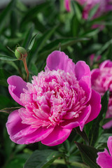 Obraz premium pink peonies grow in the garden, close-up