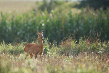 Roebuck - buck (Capreolus capreolus) Roe deer - goat