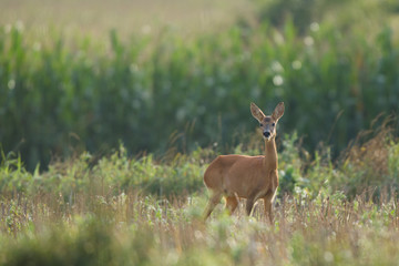 Roebuck - buck (Capreolus capreolus) Roe deer - goat