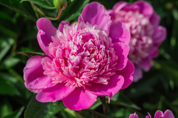 Pink peony flowers in garden, springtime