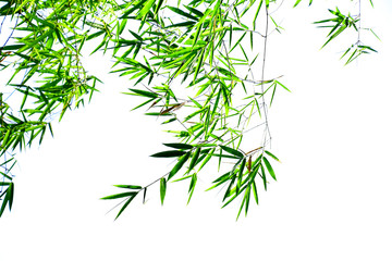 Branch of bamboo leaves on white background