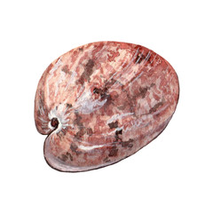 Watercolor seashell vintage illustration