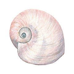 Watercolor seashell vintage illustration