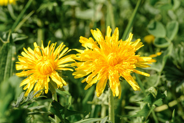 Zwei Löwenzahn-Blüten