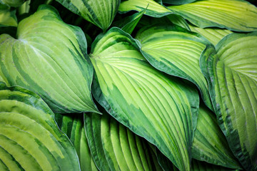 Large green leaves backround. Texture and pattern of plants, leaves, flowers.