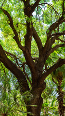 Jardine Majorelle In Marrakesh, Morocco, Africa, Yves Saint Laurent magic garden, flowers cactus trees background