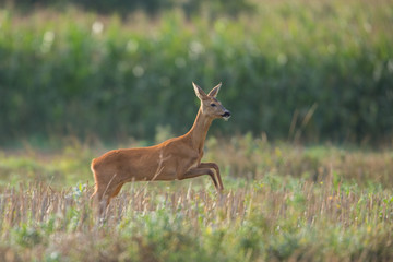 Roebuck - buck (Capreolus capreolus) Roe deer - goat