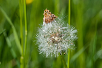 Löwenzahn / Pusteblume