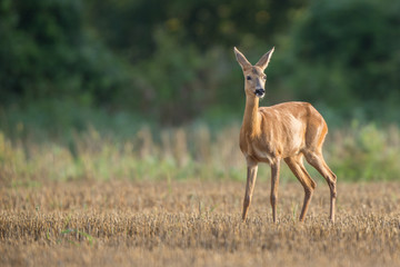 Roebuck - buck (Capreolus capreolus) Roe deer - goat