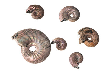 ammonite shell