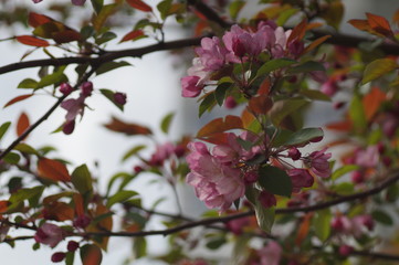 Red apple blossoms in May. The background is well blurred, bokeh beautiful, slight foreground blur. Photo on the open aperture.
