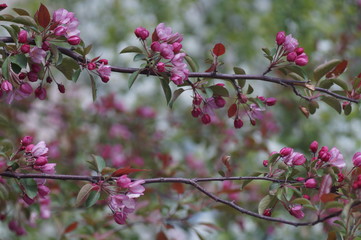 Red apple blossoms in May. The background is well blurred, bokeh beautiful, slight foreground blur. Photo on the open aperture.