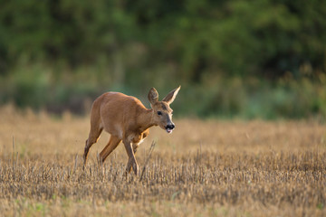 Roebuck - buck (Capreolus capreolus) Roe deer - goat