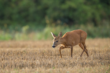 Roebuck - buck (Capreolus capreolus) Roe deer - goat