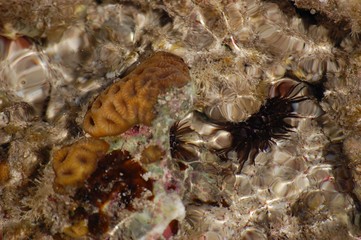 Sea inhabitants on a rocky bottom through the sparkling prism of Egyptian sea water