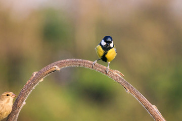 cinciallegra (Parus major) sull'albero